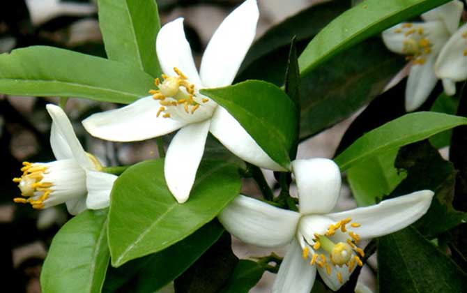 橙樹什么時(shí)候開花？