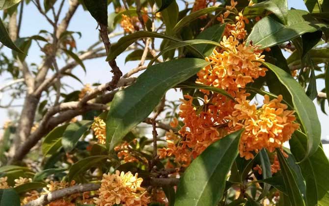 桂花樹什么時(shí)候開花？