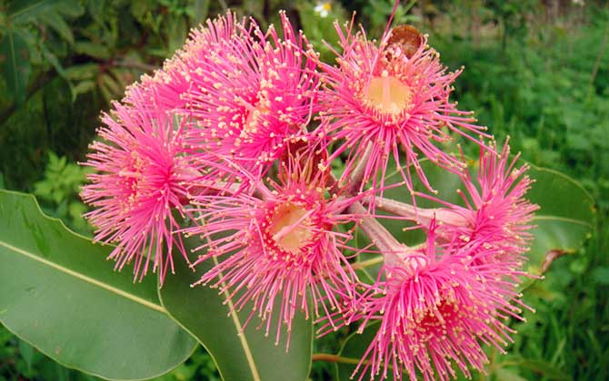 桉樹花蜜蜂會(huì)采嗎？