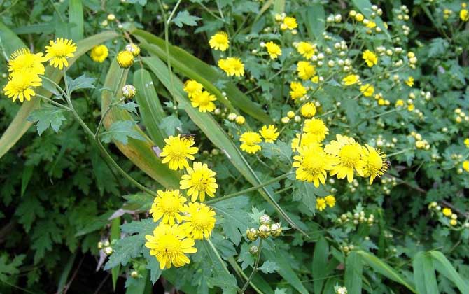 野菊花什么時(shí)候開花？