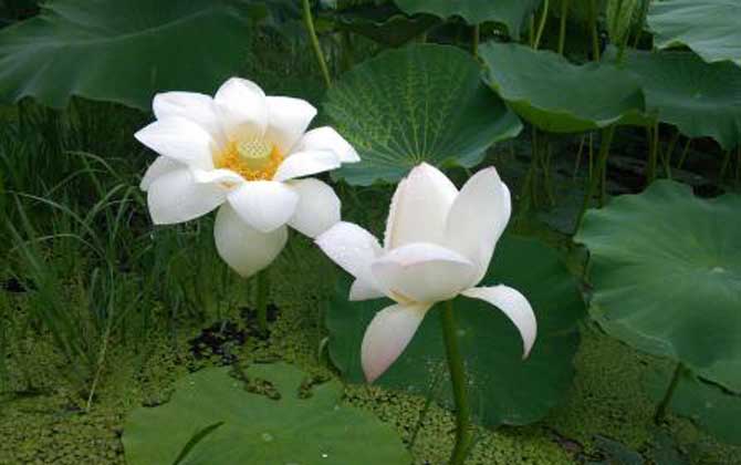 荷花什么時(shí)候開花？