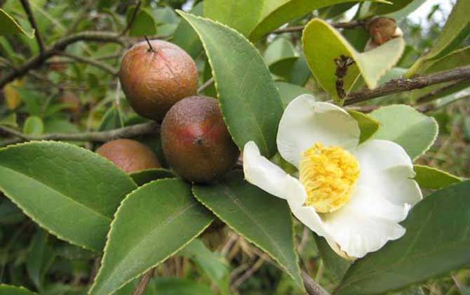 茶花什么時(shí)候開花？