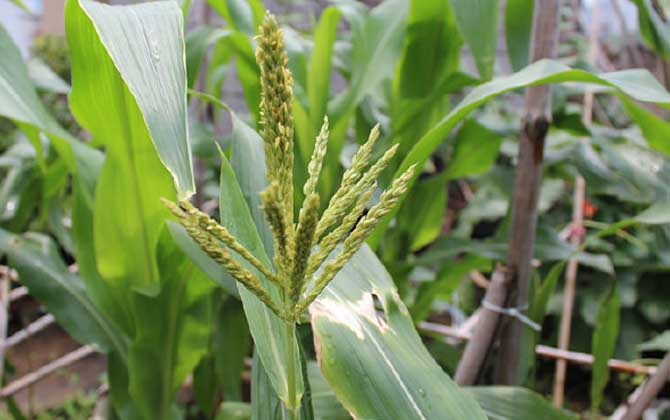 玉米什么時(shí)候開花？
