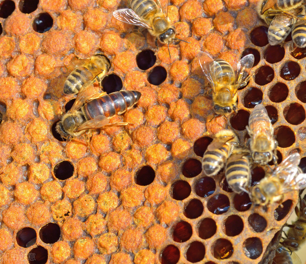 蜂王是養好蜂群的關鍵，蜂群內蜜足脾新