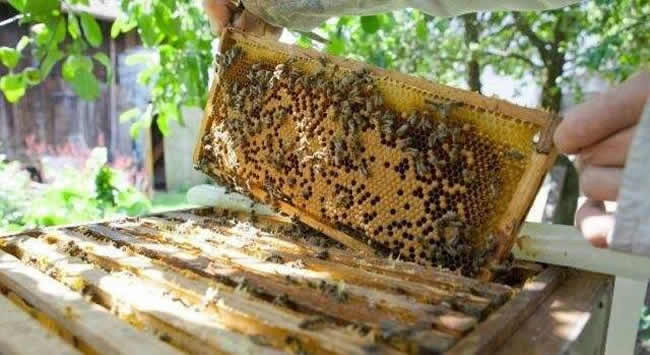 中蜂巢礎大小規格是多少，中蜂巢礎規格是多少「深度揭秘」