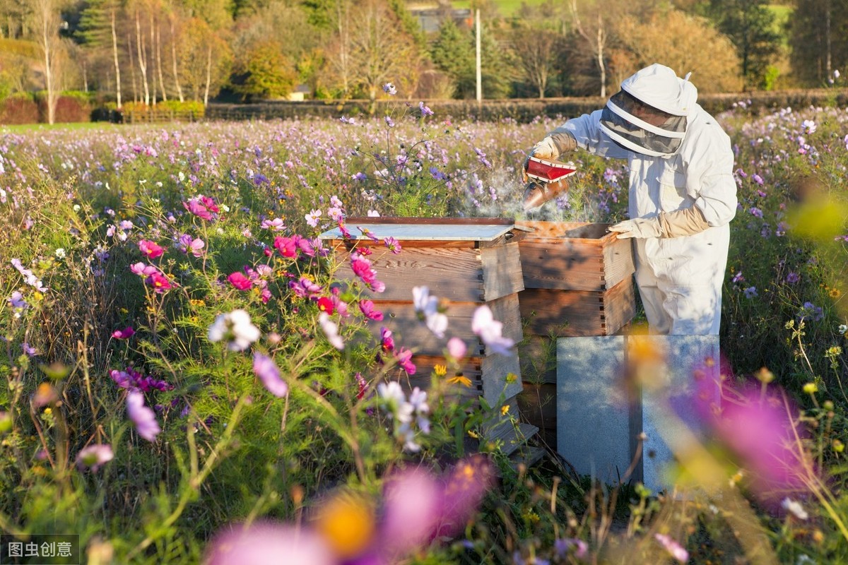 為什么用分區法能抑制“白堊病”？因此法是以“五不”為管蜂原則