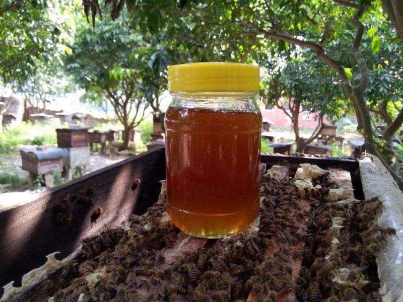 南京小伙大學畢業去養蜂1個月當地增收500萬