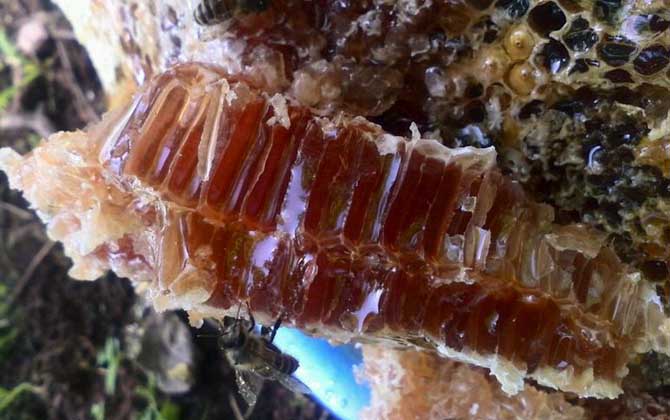 土養(yǎng)蜜蜂取蜜在什么時候好（土蜜蜂什么時候取蜂蜜最好）