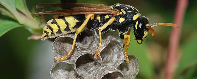 虎頭蜂飛到家里來好不好(馬蜂來家里是福還是禍？)