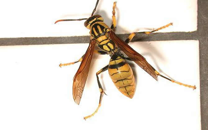 長腳胡蜂的毒性強(qiáng)不強(qiáng)，厲害嗎