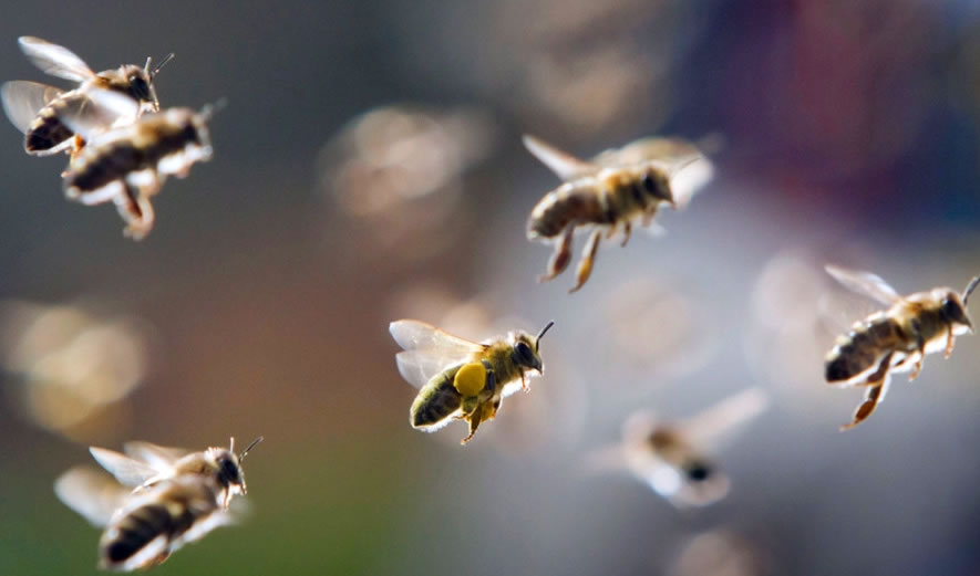 【蜜蜂養殖】給蜜蜂喂白糖會影響蜂蜜的質量嗎？