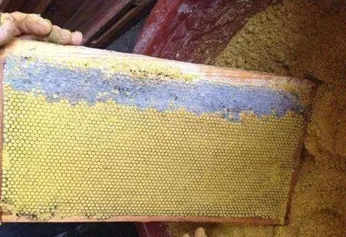 中蜂哪個牌子的巢礎(chǔ)好用（中蜂巢礎(chǔ)哪家好）