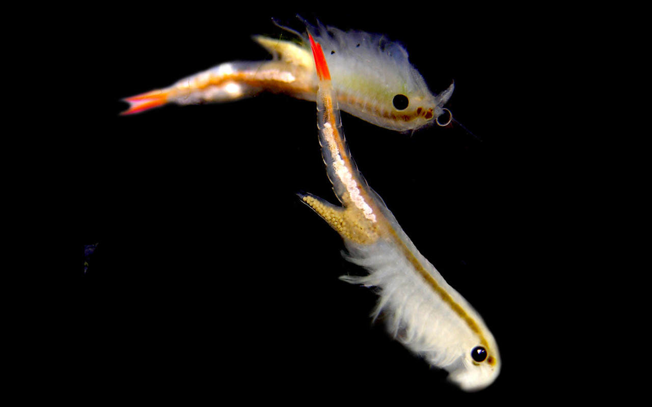 “活化石”仙女蝦為什么能活2億年，真放在開(kāi)水里煮都不死