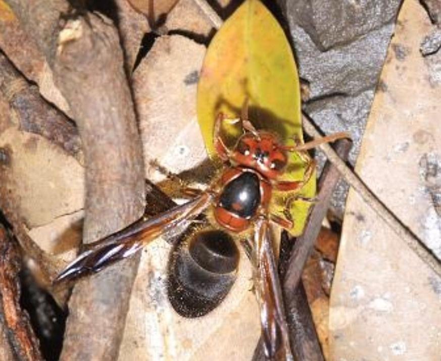 大虎頭蜂真能蜇死人嗎？(扒一扒虎頭蜂的厲害)