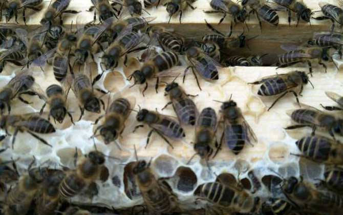 怎樣才能購(gòu)買到真正的純種阿壩中蜂蜂王（阿壩中蜂原種如何購(gòu)買）