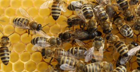 處女王一般下午幾點交尾（處女王一般什么時候婚飛）