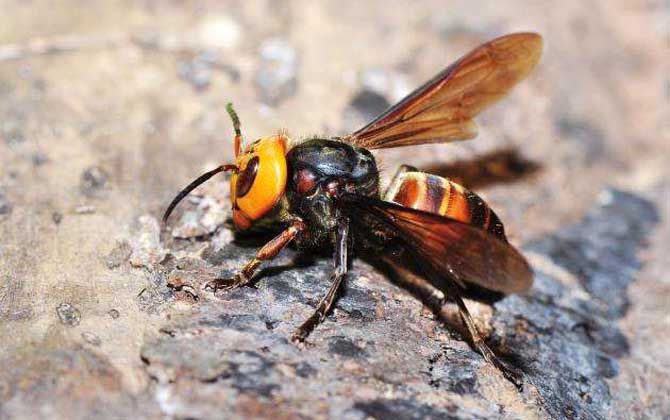 虎頭蜂怎么區分蜂王（虎頭蜂蜂王和工蜂有什么區別）