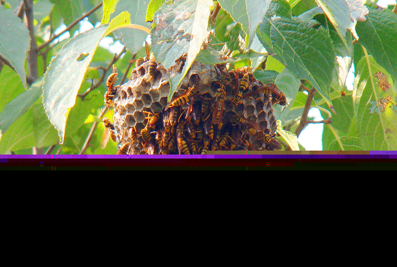 養(yǎng)100窩馬蜂一年利潤多少？賺多少錢？