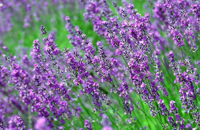 薰衣草什么時(shí)候開（薰衣草的花期時(shí)間）