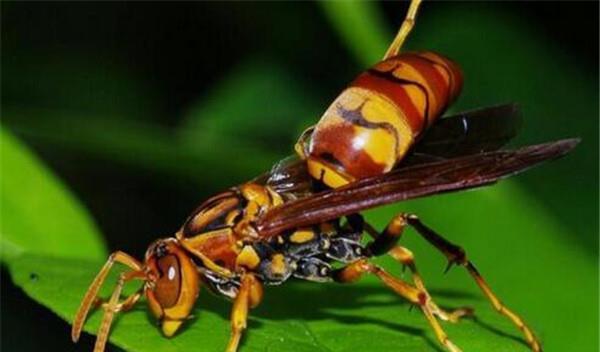 中國大虎頭蜂的毒屬什么性（被虎頭蜂咬了怎么處理？）