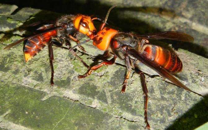 中國大虎頭蜂多少錢一只（中國大虎頭蜂有哪些習性？）