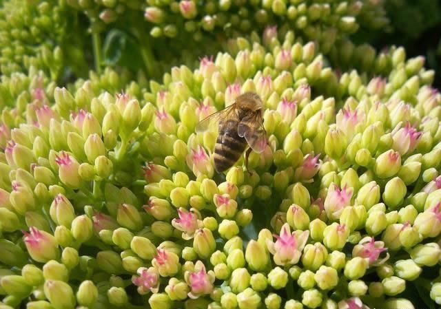 花期最長的蜜源植物有哪些？(帶你看什么花分泌花蜜多)