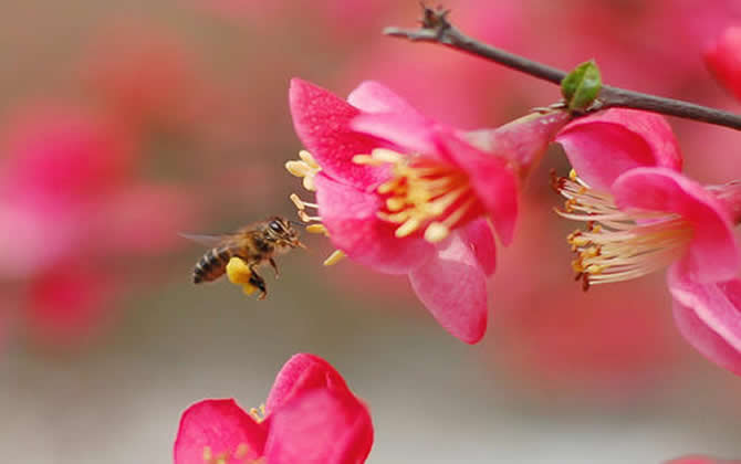 如何進行分蜂？