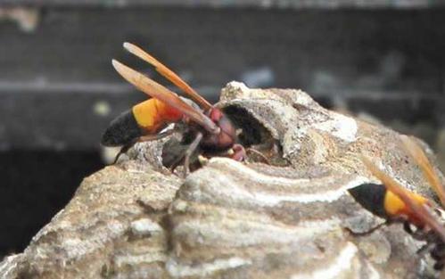 中國大虎頭蜂吃什么食物（中國大虎頭蜂生活區域）