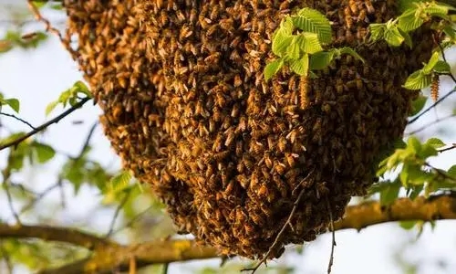 換新王后會(huì)分蜂嗎（蜜蜂新王出來(lái)幾天分蜂）