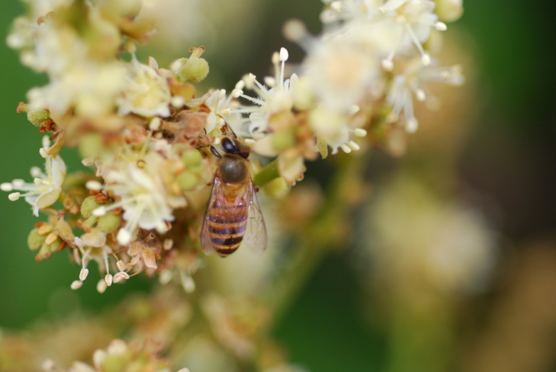 海南蜜源植物的開花時(shí)間（南方蜜源植物花期報(bào)）
