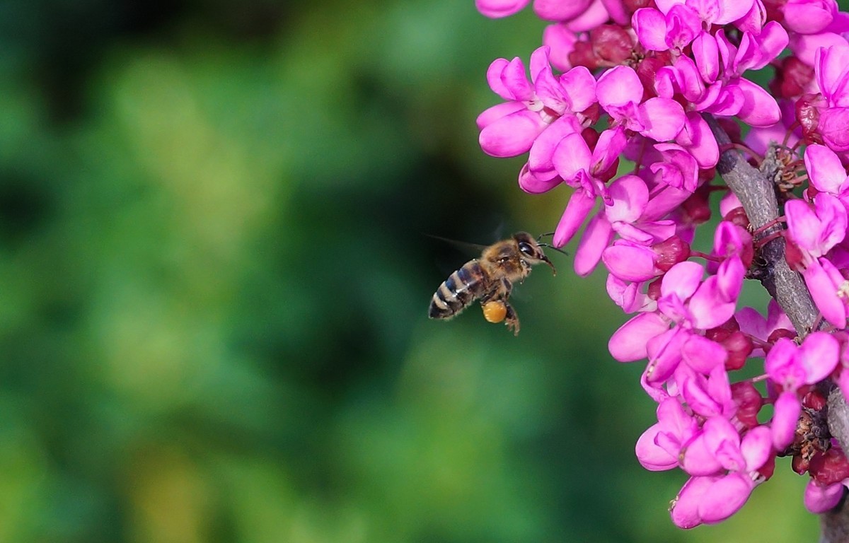 新手養(yǎng)蜂要先學什么技術(shù)（新手怎么學養(yǎng)蜂）