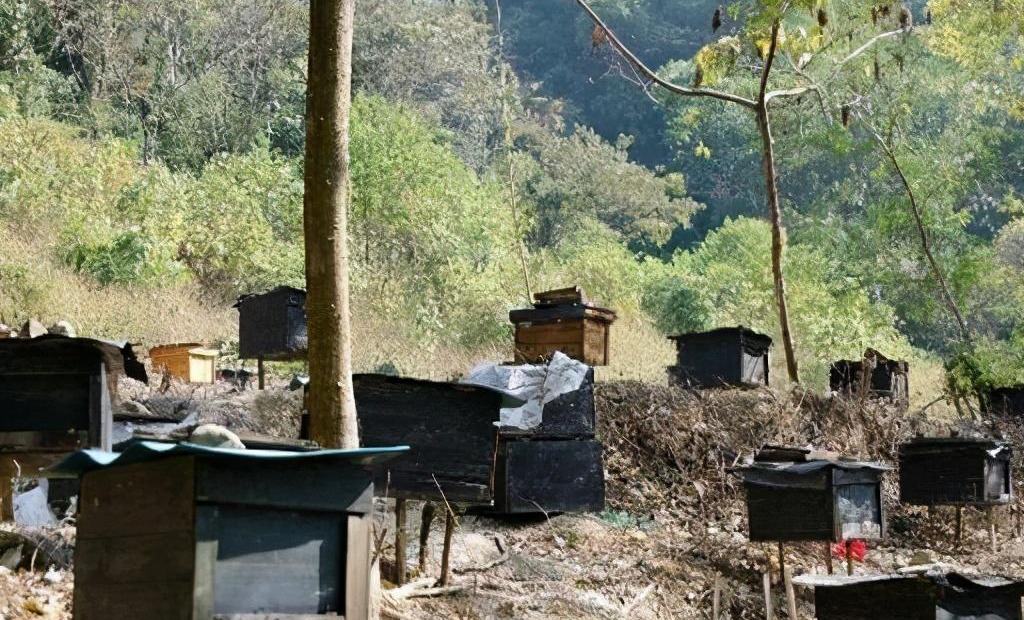 中蜂換蜂場(chǎng)什么時(shí)間好（中蜂轉(zhuǎn)場(chǎng)最佳時(shí)間）