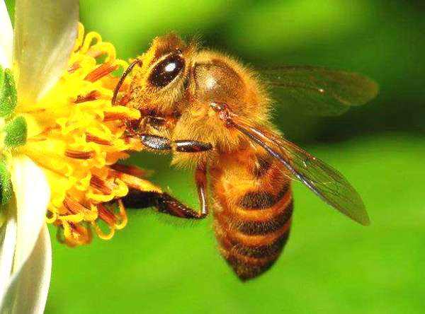 蜜蜂強群可以有15萬的工蜂嗎（中蜂強群養(yǎng)殖技術）