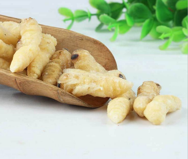 【蜜蜂知識】如何區(qū)別蜜蜂蛹和胡蜂蛹？