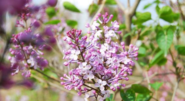 如何判斷蜜源地的優(yōu)劣（蜜源地好壞的判斷標準）