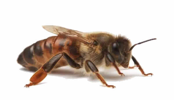 【蜜蜂知識(shí)】蜂王的食物有哪些？