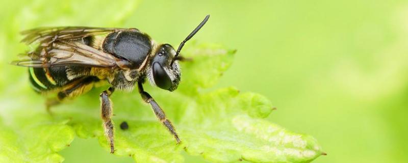 工蜂的糞便是什么樣（老蜂農(nóng)都通過(guò)這招找到蜜蜂巢穴）