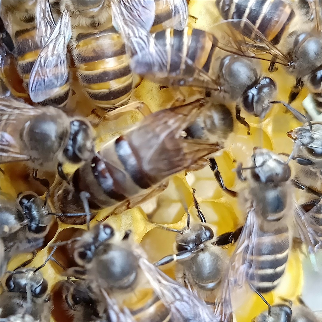 土蜂和意蜂能放在一個(gè)蜂場養(yǎng)嗎（中蜂和意蜂混養(yǎng)）
