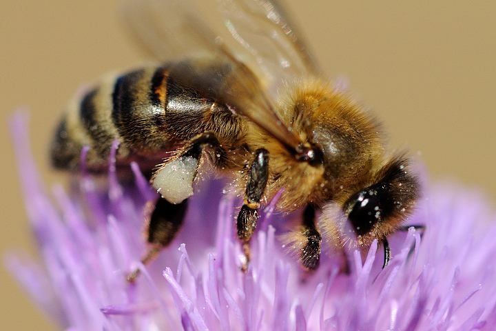 中蜂如何飼養(yǎng)雙王群？有什么優(yōu)點(diǎn)和缺點(diǎn)(中蜂雙王群的三利三弊)