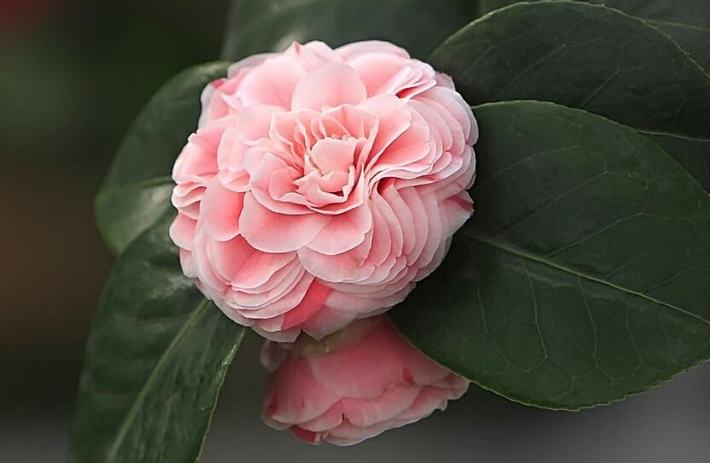 山茶花什么時(shí)候開花（山茶花的開花時(shí)間和周期）