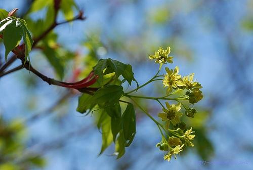 東北蜜源植物有哪些（東北常見(jiàn)的五種野生蜜源植物）