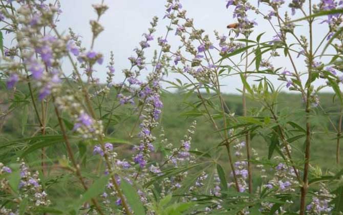 荊條泌蜜期多長(zhǎng)（荊條什么時(shí)候開花）