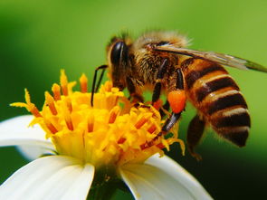 菊花是不是蜜源植物（對(duì)菊花蜜源的認(rèn)識(shí)）