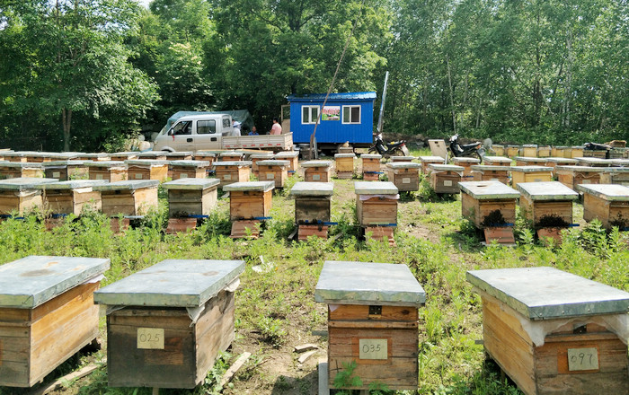 養(yǎng)蜂合作社怎么辦理流程（養(yǎng)蜂辦理注冊(cè)合作社需要的材料）