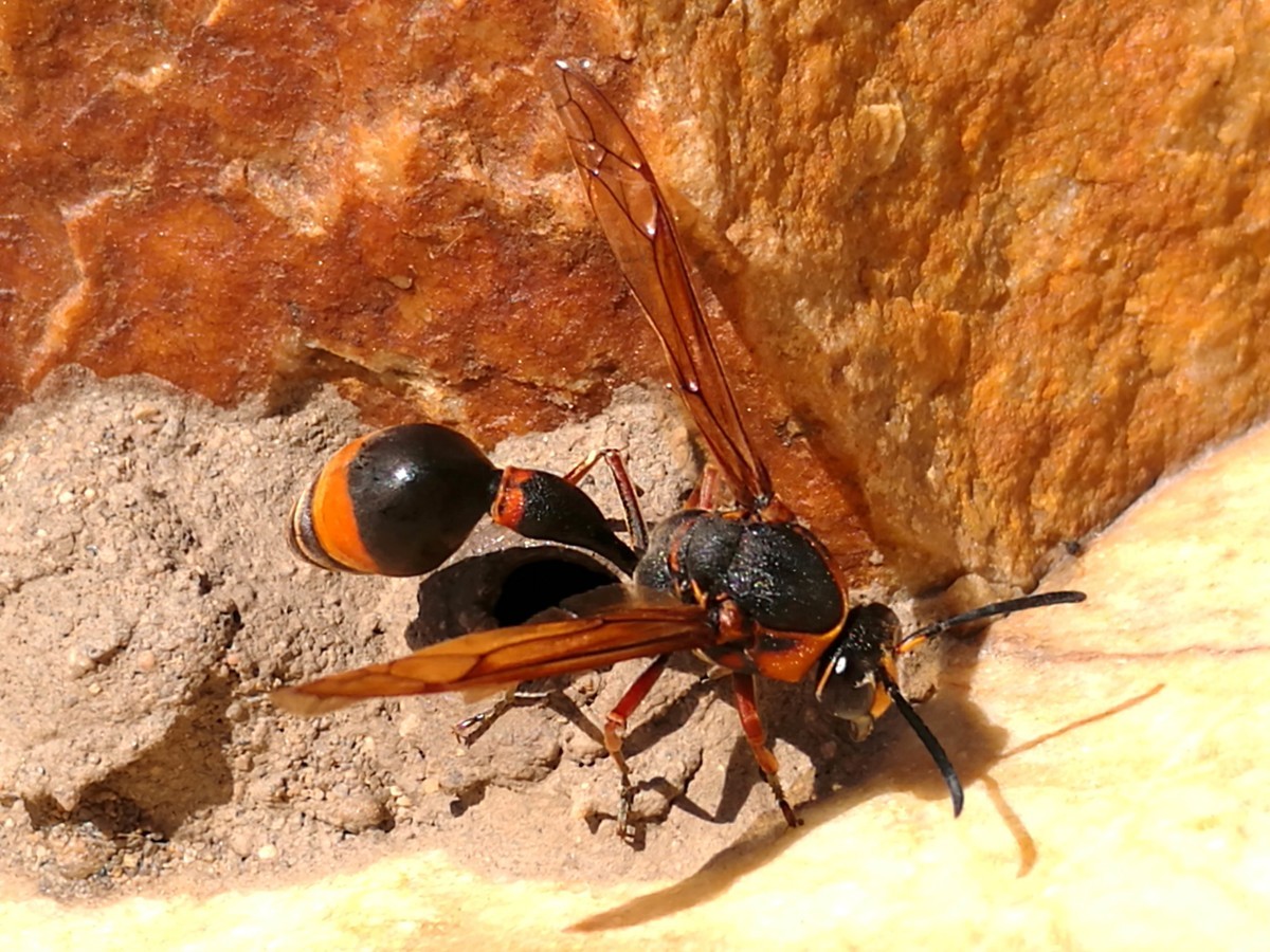 野生馬蜂能抓回來(lái)養(yǎng)嗎（野生馬蜂能接回家養(yǎng)殖嗎）