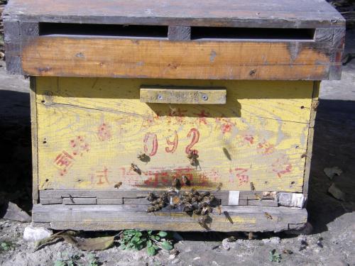 蜜蜂箱哪里有賣（扒一扒蜂箱的購買渠道及優(yōu)劣鑒別方法）