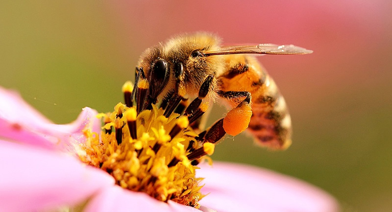 【蜜蜂知識】怎樣分辨雄蜂？