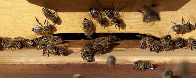 蜜蜂要冬眠過(guò)冬嗎（蜜蜂要不要冬眠）