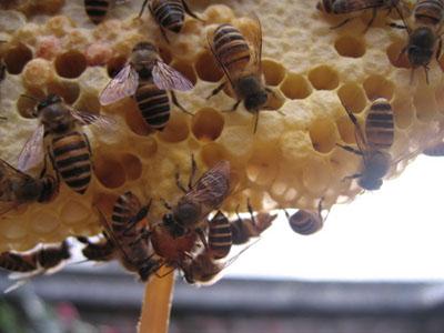 在大蜂場搖蜜是白天搖還是晚上搖（搖蜂蜜最好的時(shí)間）