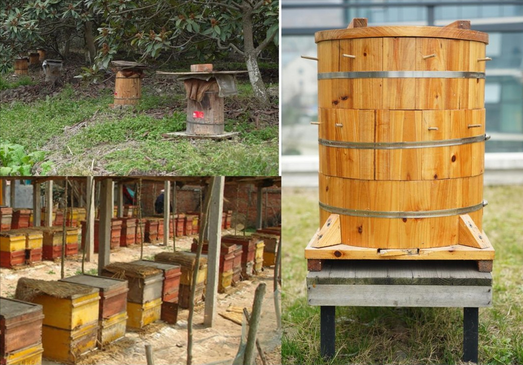 阿壩中蜂可以用格子箱養(yǎng)嗎（對比土養(yǎng)和活框有哪些優(yōu)缺點(diǎn)呢）